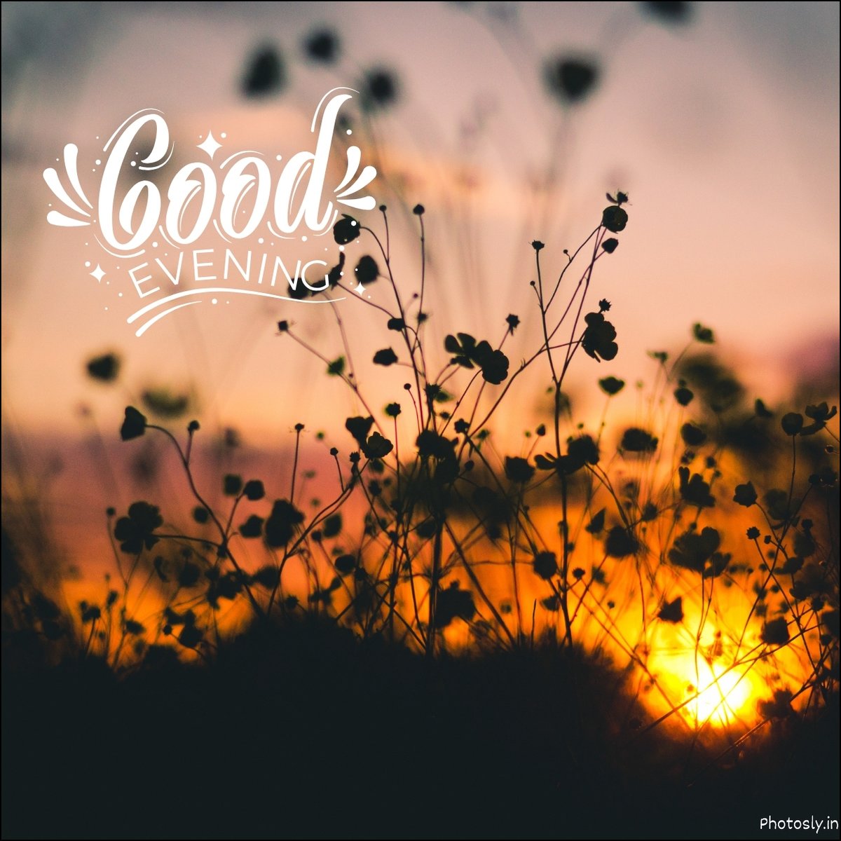 Night Images and Pictures