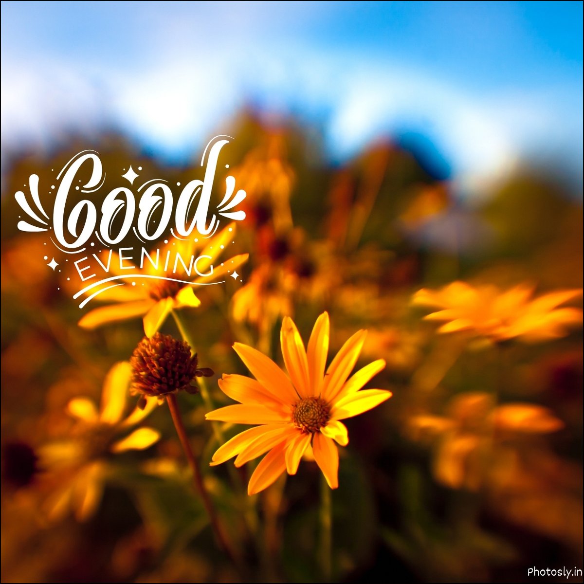 good-evening-images
