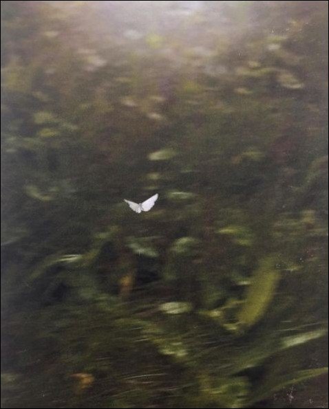 Aesthetic-Dp-for-girls