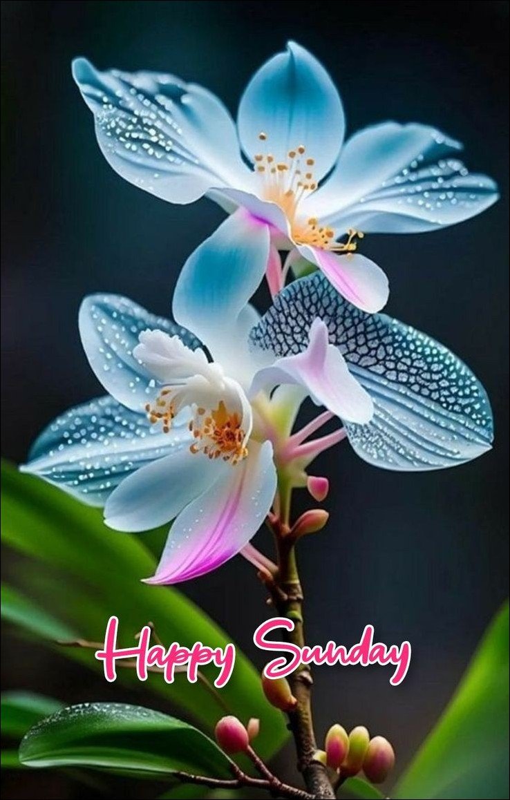 good-morning-happy-sunday-images good-morning-happy-sunday-images